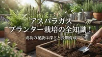 アスパラガスのプランター栽培｜深さ・植え付け・収穫まで徹底解説